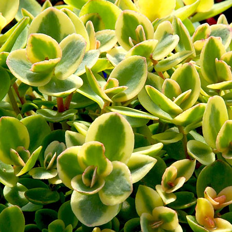 Sedum Sunsparkler "Lime Twister"