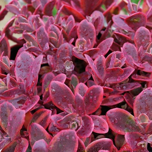 Sedum Sunsparkler Wildfire Stonecrop