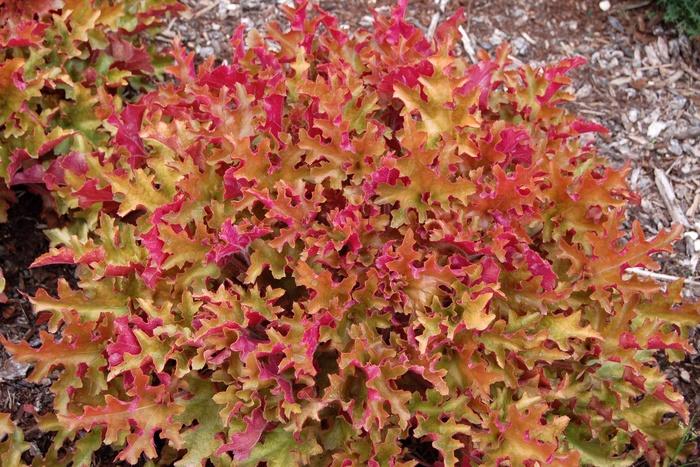 Heuchera "Lime Marmalade"