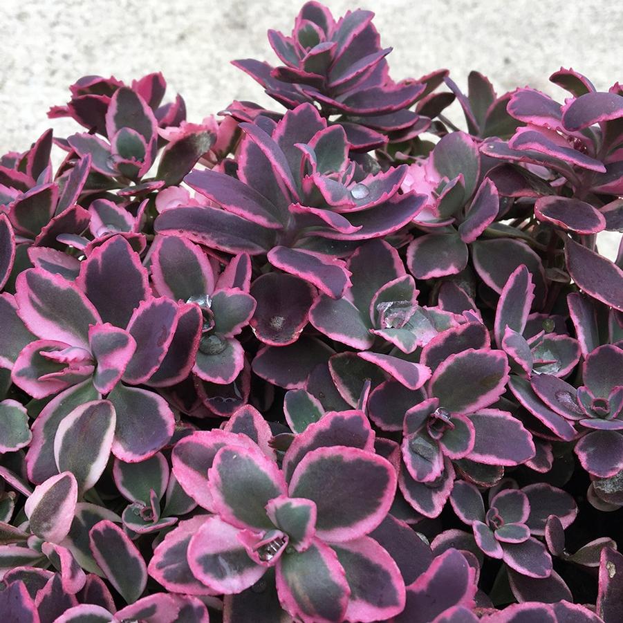 Sedum Sunsparkler "Dream Dazzler"