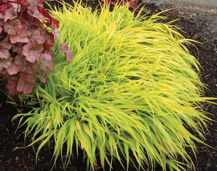 Hakonechloa macra "All Gold"