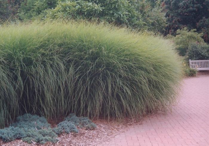 Miscanthus sinensis "Gracillimus"