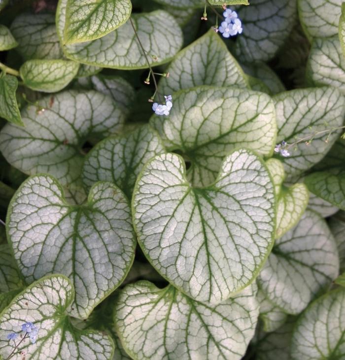 Brunnera macrophylla "Jack Frost"