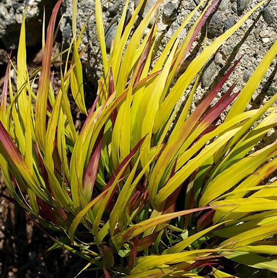 Hakonechloa " Sunflare "