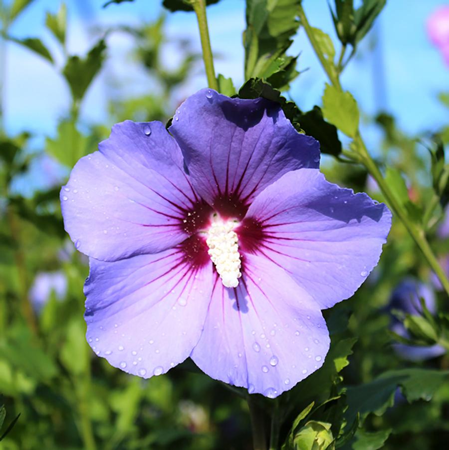 Hibiscus syriacus "Blue Bird"
