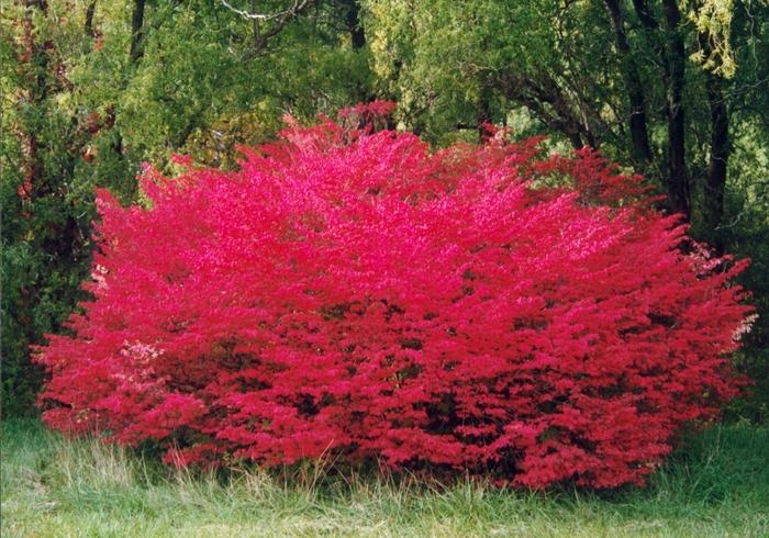 Euonymus alatus "Compactus"