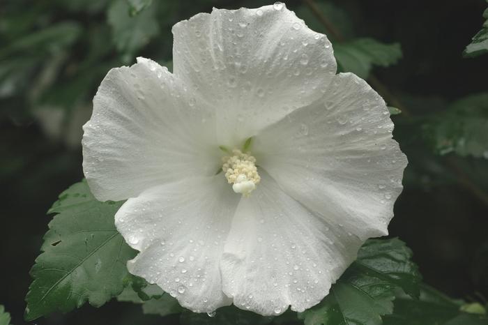Hibiscus syriacus "Diana"