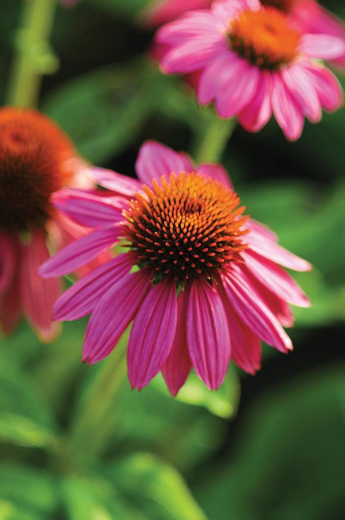 Echinacea purpurea "PowWow Wild Berry"
