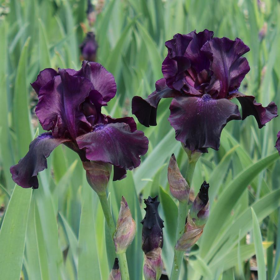 Iris germanica 'Superstition'