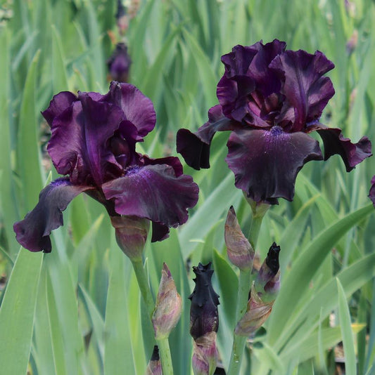 Iris germanica 'Superstition'