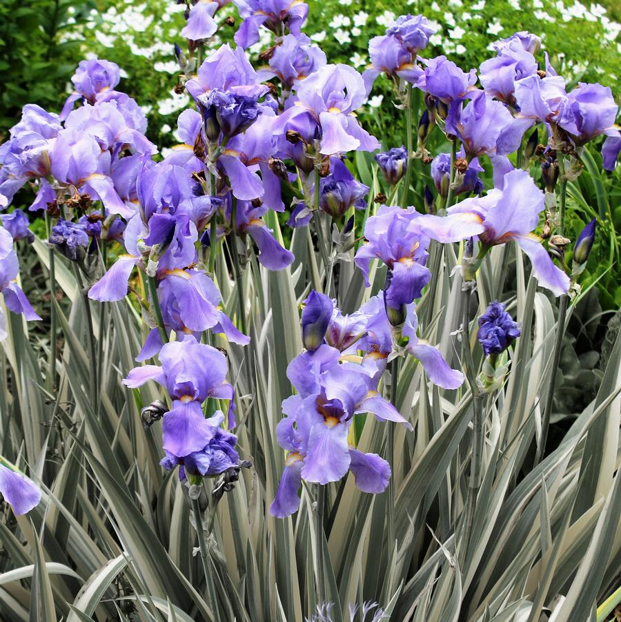 Iris pallida "Albo Variegata"