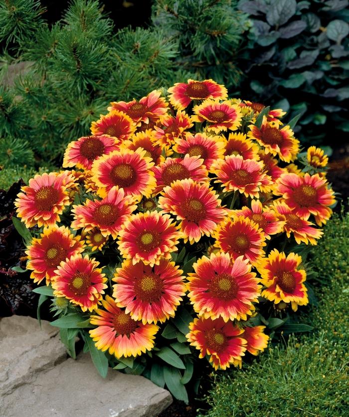 Gaillardia aristata "Arizona Sun"