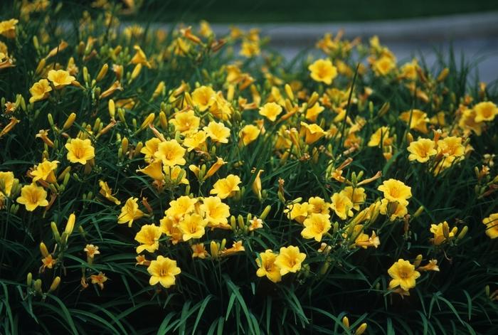 Hemerocallis "Stella de Oro"