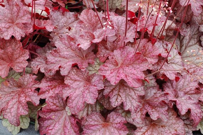 Heuchera "Berry Smoothie"