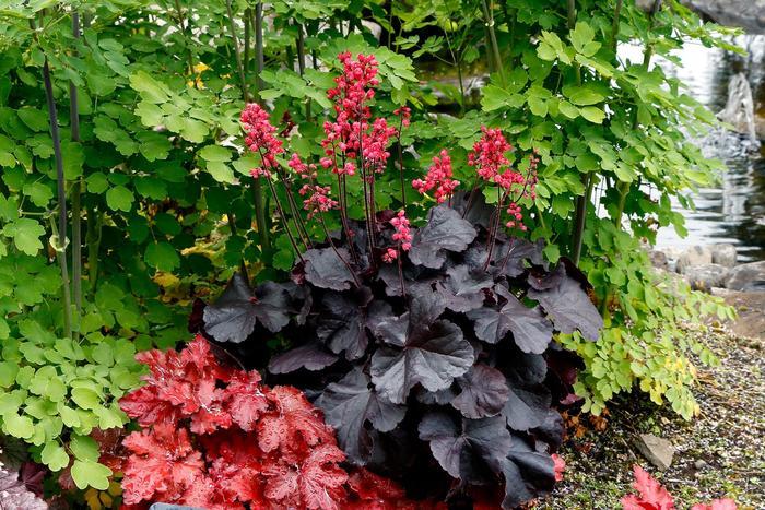 Heuchera "Black Forest Cake"