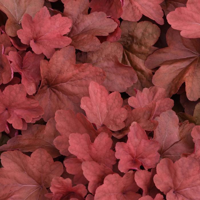 Heuchera "Carnival Cinnamon Stick"