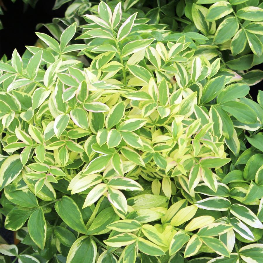 Polemonium reptans "Stairway to Heaven"
