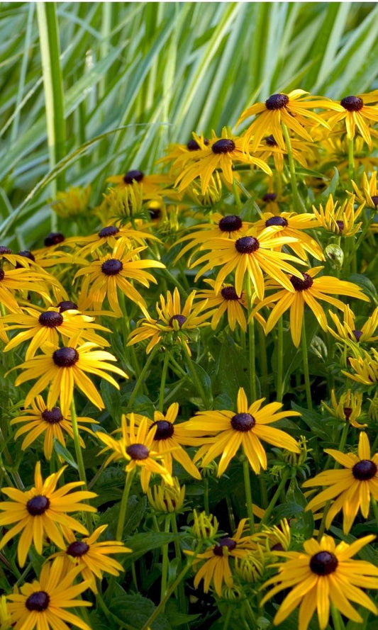 Rudbeckia fulgida 'Goldsturm'