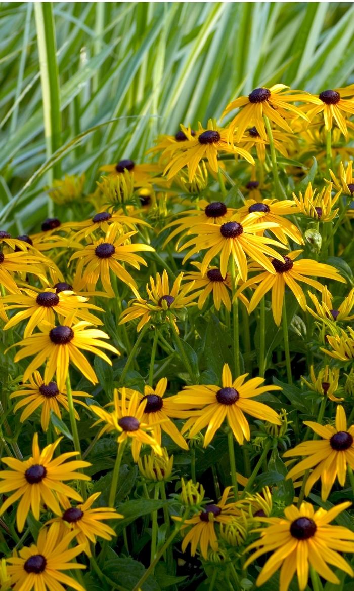 Rudbeckia fulgida "Goldstrum"