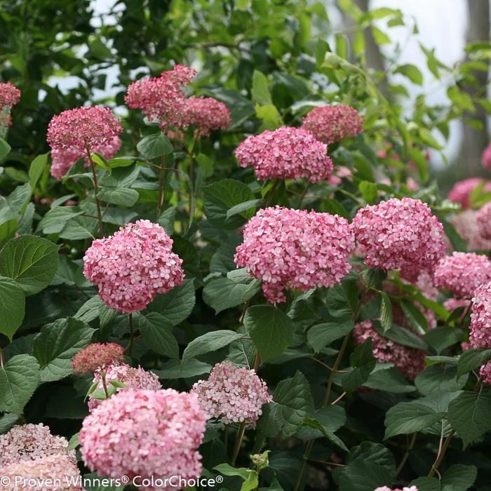 Hydrangea arborescens "Invincibelle Spirit II PW