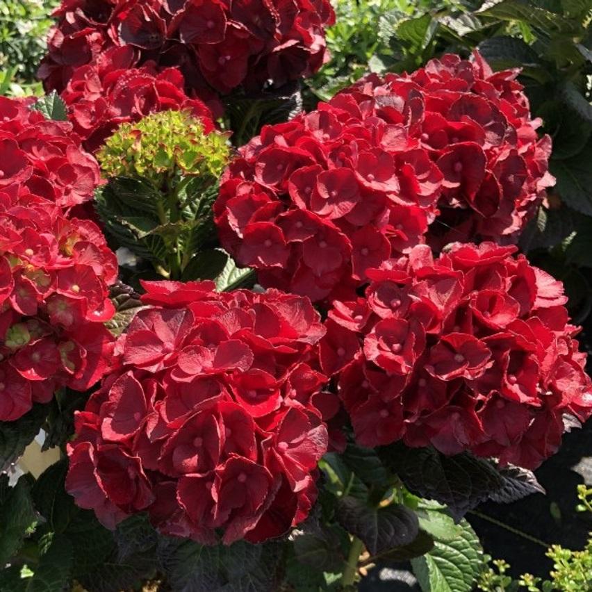 Hydrangea macrophhylla "Hokomaburlac" Cherry Go Round
