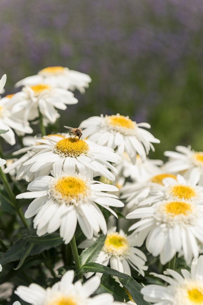 Leucanthemum x superbum "Sweet Daisy Birdy"