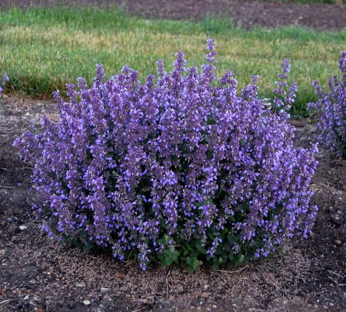 Nepeta "Cat's Pajamas"