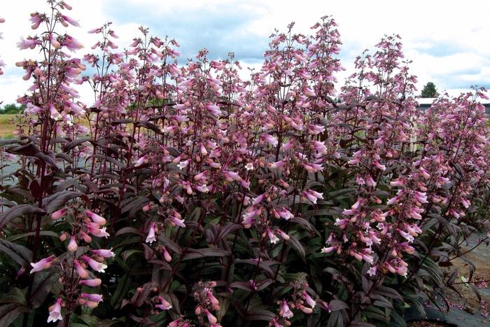 Penstemon digitalis "Dark Towers"