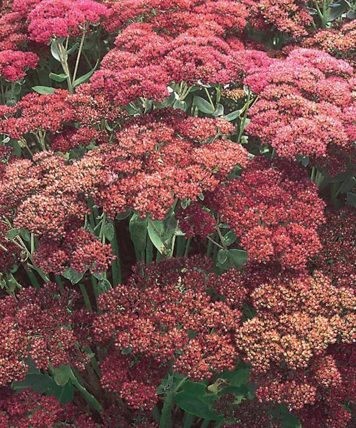 Sedum spectable "Autumn Joy"