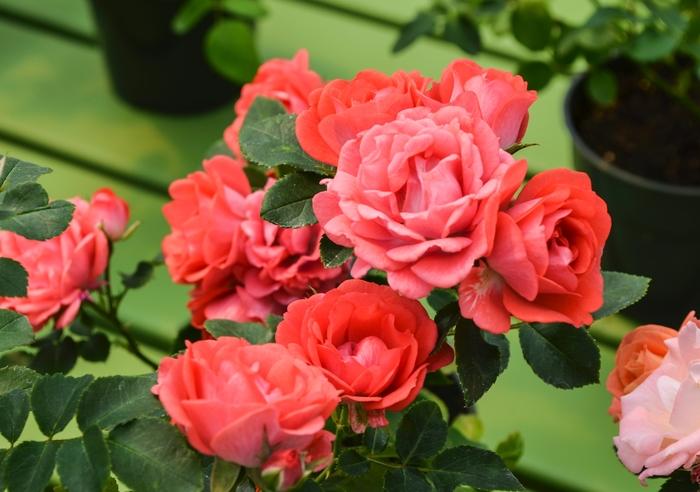 Rosa "Meidrifora" Coral Drift