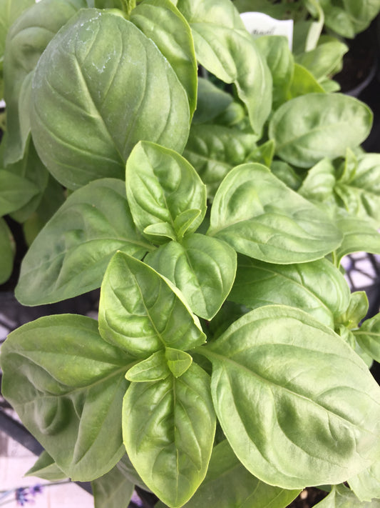 Culinary Herb Window Box Workshop