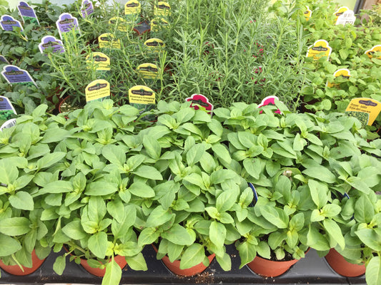 Culinary Herbs Window Box Workshop