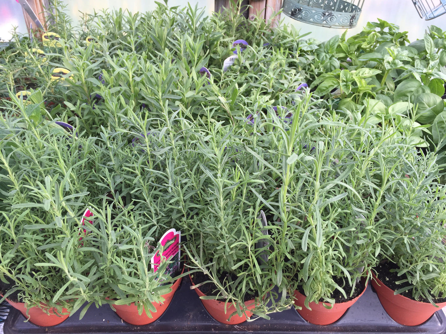 Culinary Herbs Window Box Workshop