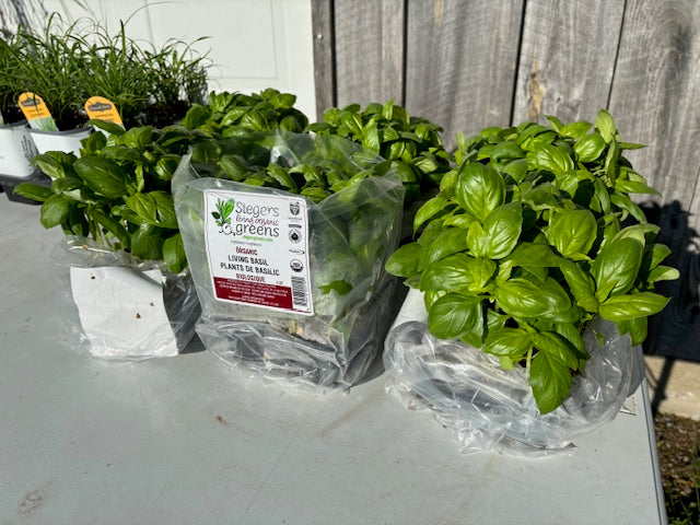 Organic Basil