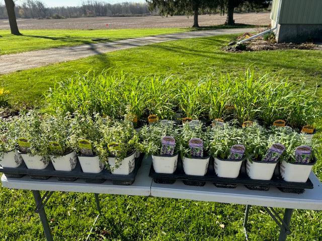 Freeman Rosemary Herb