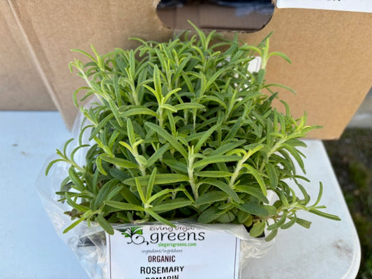 Organic Rosemary