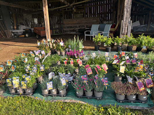 Pole Barn Perennials