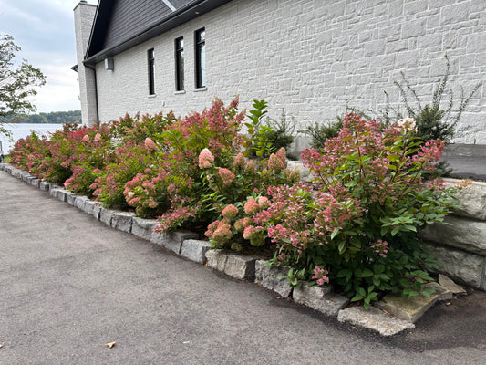 Gardening Consultation