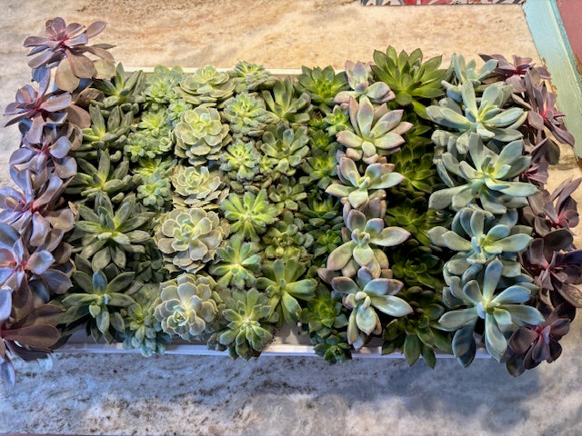 Merry Mug of Succulent