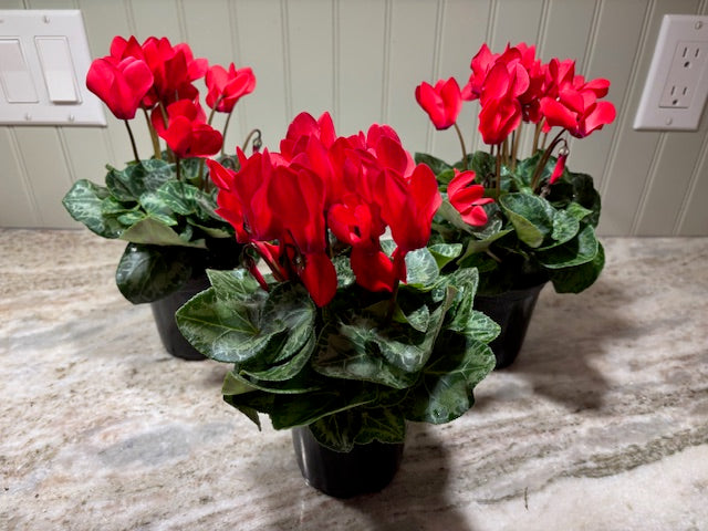 Cyclamen Potted Plant