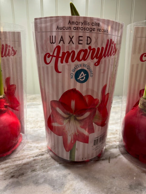 Waxed Amaryllis Bulbs