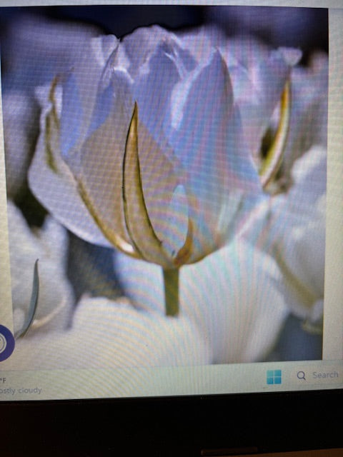 Tulip Bulbs for Forcing