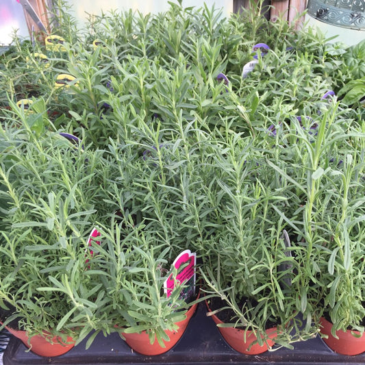 Herbal Or Lavender Wreath Fall Workshop