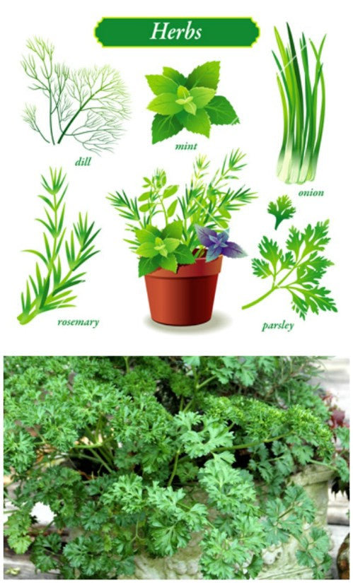 Kids Pet Plant Workshop