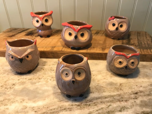 Kids Whoooo's Coming to the Plant Party?