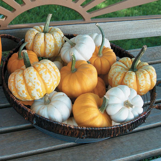 Kids Pretty Punkin Workshop