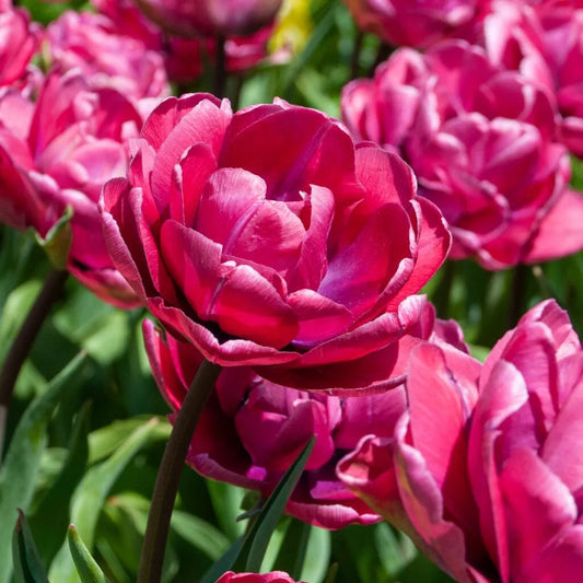 Tulip Bulbs for Forcing
