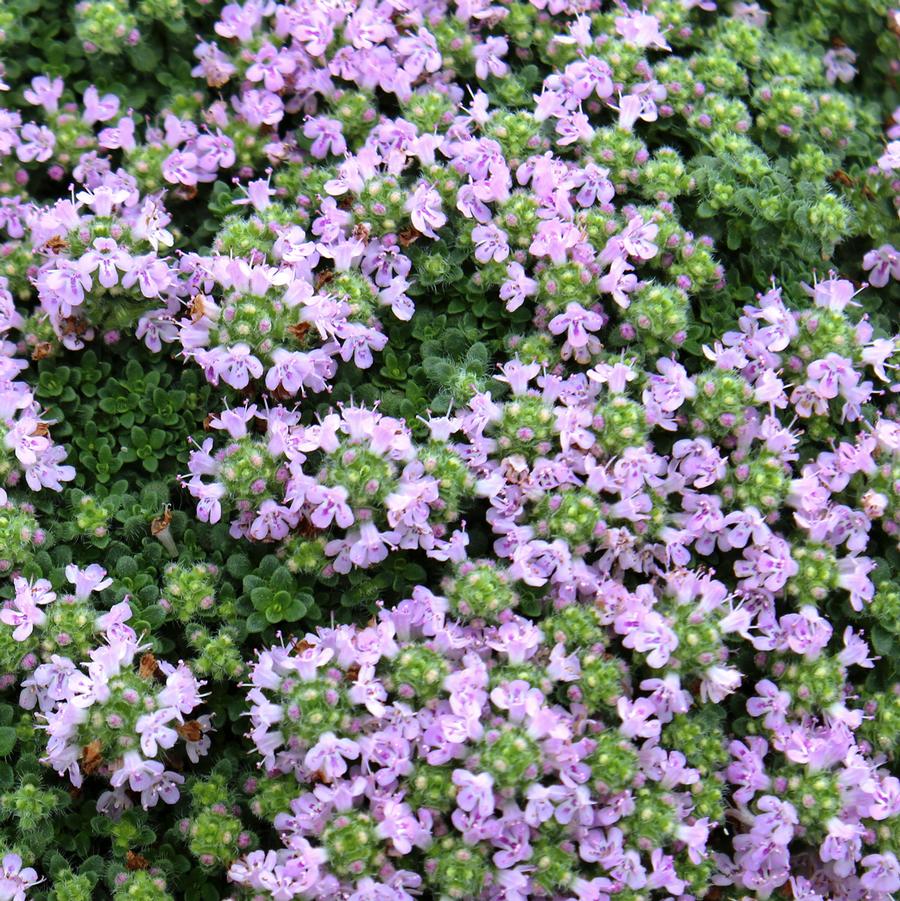 Thymus serphyllum "Elfin"