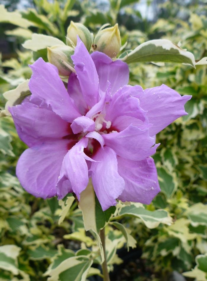 Hibiscus syriacus "Carpa" Show Time