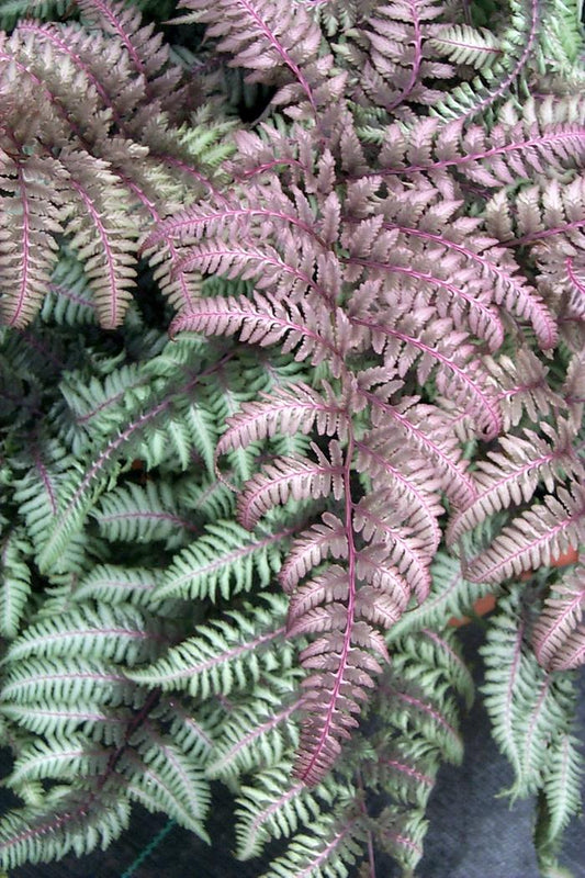 Athyrium "Burgundy Lace"